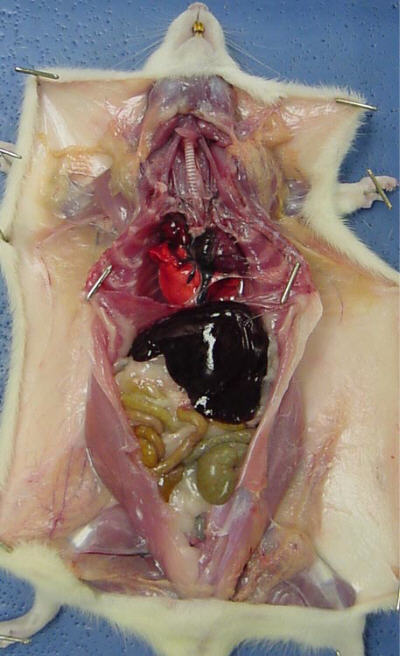 dissection of rat. Rat Dissection - contains guts